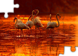 Flamingi, Zachód, Słońca