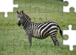 Zebra, Łąka