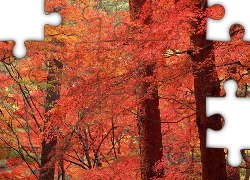 Las, Jesień, Kolorowe, Drzewa