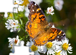 Kolorowy, Motyl, Rumianki