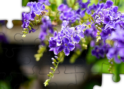 Fioletowe, Kwiaty, Duranta