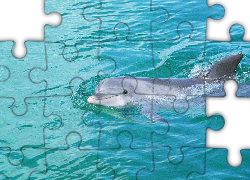 Delfin, Basen, Woda