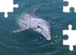 Delfin, Płetwa, Woda