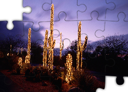 Kaktusy, Oświetlenie, Drzewa, Święta