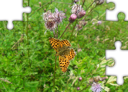 Motyl, Kwiaty, Ostu
