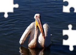 Pelikan, Jezioro