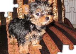 Yorkshire Terrier, Kanapa