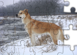 Pies, Śnieg, Jezioro