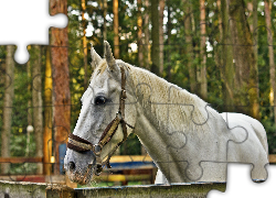 Biały, Koń, Las