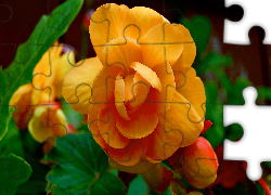 Pomarańczowy, Kwiat, Zielone, Liście