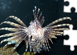 Ryba, Pterois