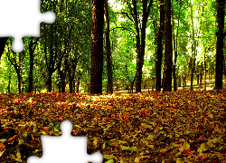 Kolorowe, liście, Jesieni, Zielone, Drzewa, Park