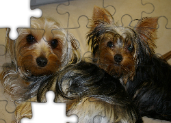 Dwa, Pieski, Yorkshire Terrier