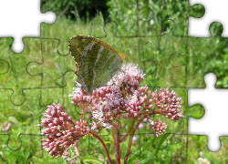 Motyl, Na, Różowym, Kwiatku, Łąka