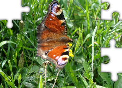 Motyl, Pawik, Łąka