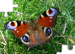 Rusałka Pawik, Motyl, Trawa, Mech