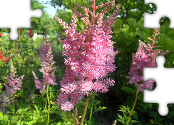 Różowe, Kwiaty, Tawułka