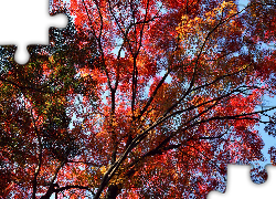 Jesień, Drzewo, Gałęzie, Liście