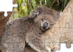 Śpiący, Miś, Koala