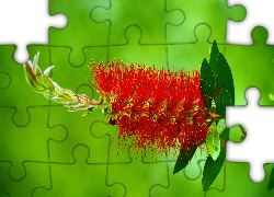 Czerwony, Egzotyczny, Kwiat