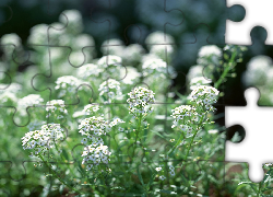 Drobne, Białe, Kwiatuszki