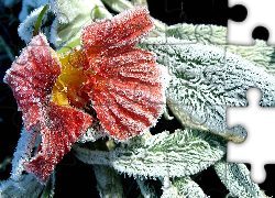 Zamrożony, Czerwono, Żółty, Kwiat