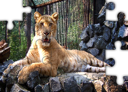 Tygrys, Liger, ZOO