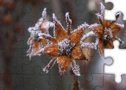 Zamrożone, Kwiaty, Żółtobrązowe