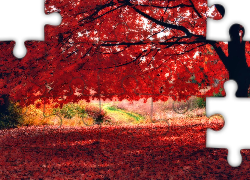 Kolorowe, Barwy, Jesieni, Drzewo, Liście