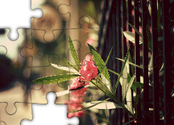 Różowy, Kwiat, Kraty