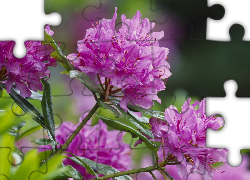 Rododendron, Narodowy Rezerwat Przyrody, Szkocja