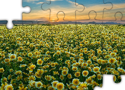 Polne, Kwiaty, Zachód, Słońca, Carrizo Plain National Monument