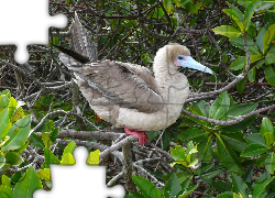 Ptak, Red Stąpający Booby, Gałązki, Liście