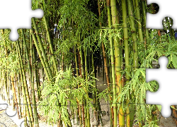 Bambusowy, Zielony, Lasek