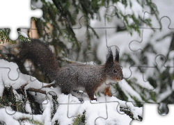 Wiewiórka, Drzewo, Zima