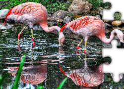Piękne, Flamingi, Woda