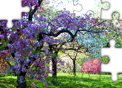 Wiosna, Drzewa Owocowe, Sad