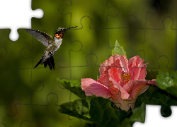 Koliber, Kwiat, Hibiskus