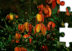 Kwiaty, Fractalius