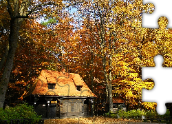 Lasek Miejski, Jesień, Drzewa, Liście