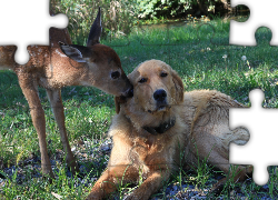 Pies, Sarna, Trawa, Golden retriever