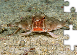 Ryba, Red, Lipped, Batfish