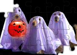 Trzy, Psy, Duchy, Halloween