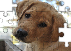 Smutny, Piesek, Labrador Retriever