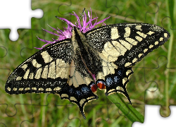 Motyl, Paź Królowej