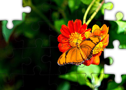 Pomarańczowy, Motyl, Kwiat