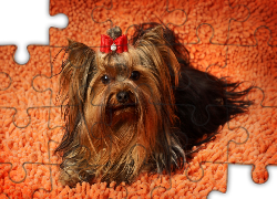 Yorkshire Terrier, Kokardka, Dywan