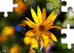 Słonecznik Bulwiasty, Żółte, Kwiaty