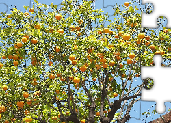 Pomarańcze, Drzewo