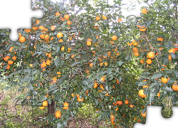 Pomarańcze, Drzewo